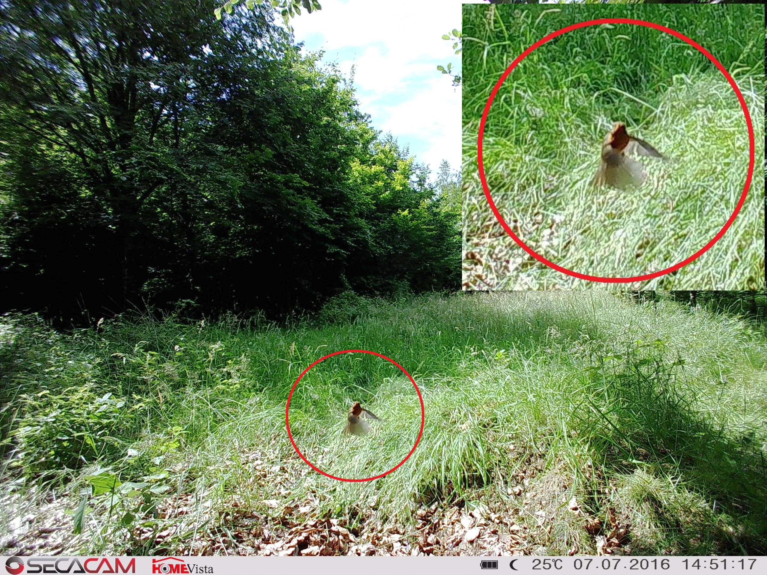 Schnell und Präzise! Die SecaCam HomeVista hat bei 25°C bei einem Vogel ausgelöst und diesen im Flug erfasst! - Bild: Wildkamera-Test.com